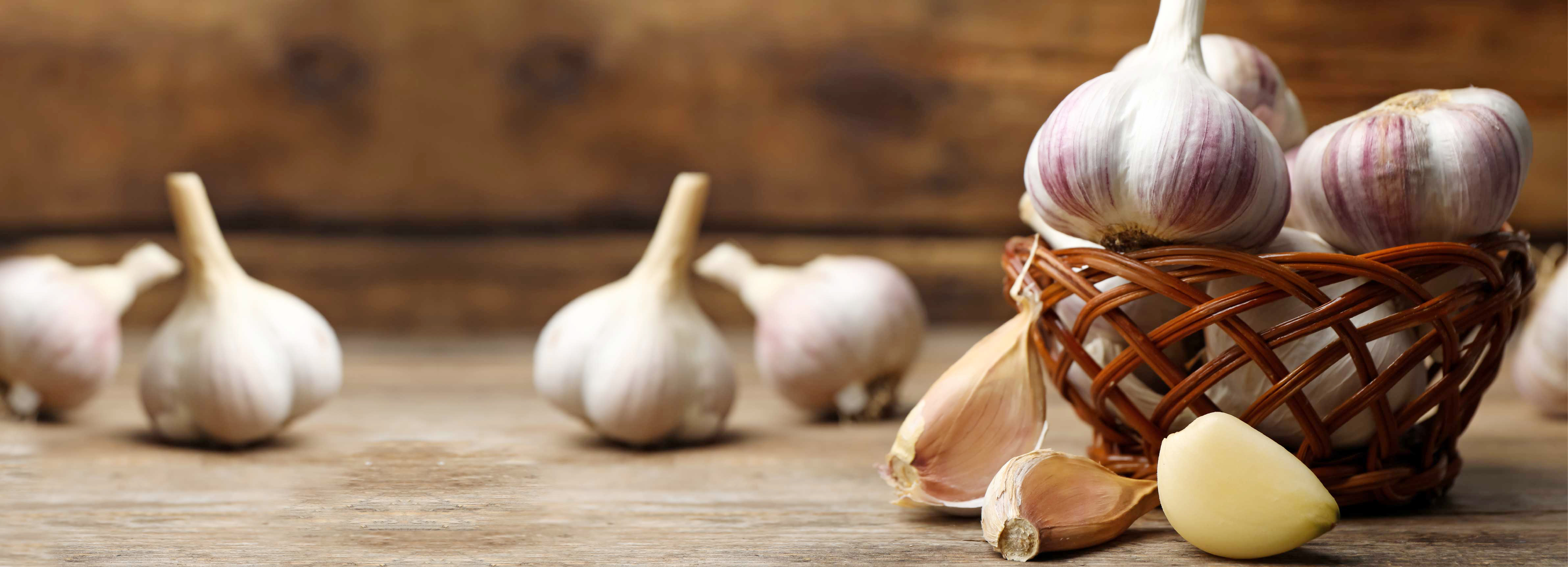 Garlic exhibits antibiotic effects with its compounds sulfoside and allicin. 